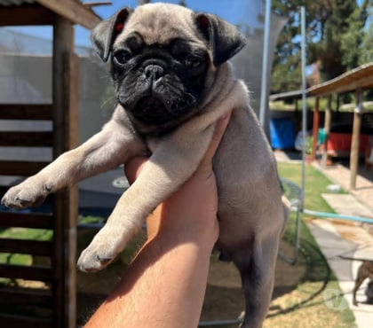 Mascotas en Venta Santiago Santiago - Fotos de Cachorros pug lindos