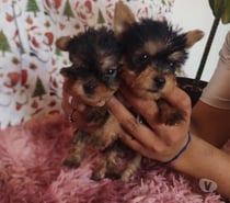Cachorros Yorkshire Terrier
