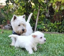 Cachorros west o westy