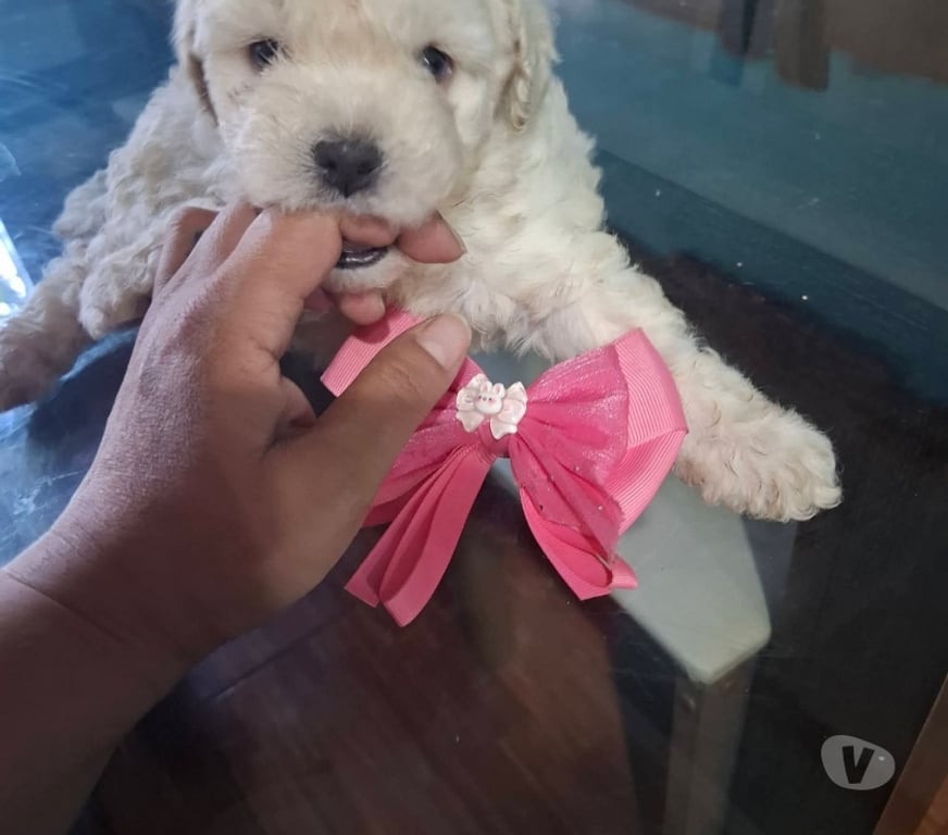 Gatos en Venta Santiago Santiago - Fotos de Cachorros poodle toy