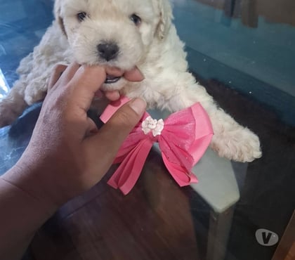 Mascotas en Venta Santiago Santiago - Fotos de Cachorros poodle toy