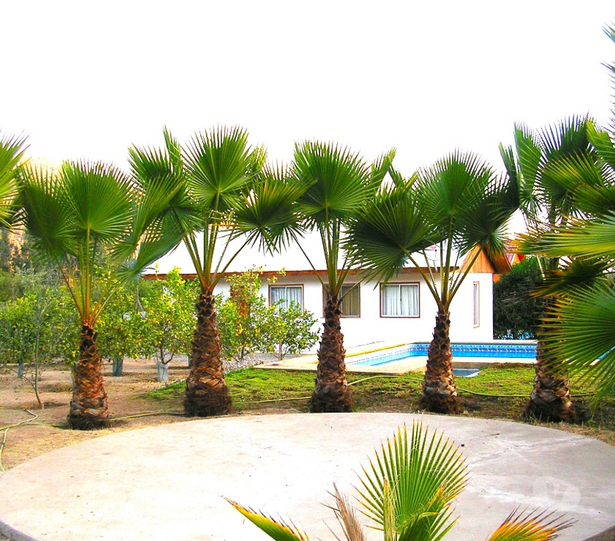 Arriendos Quillota Olmué - Fotos de ARRIENDO CASA CON PISCINA EN OLMUE