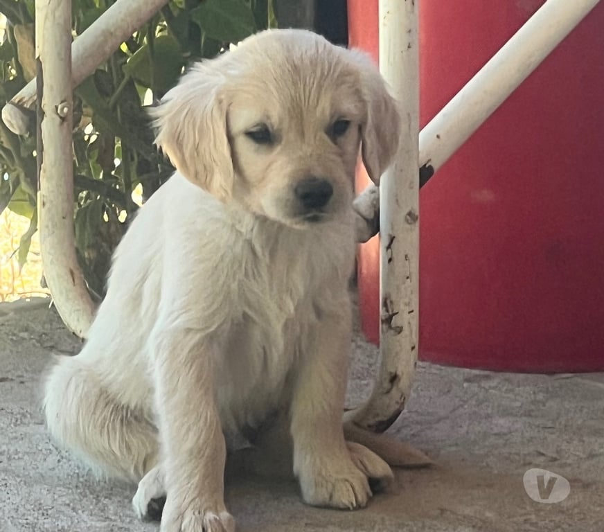 Adopción ed Animales Ñuble San Carlos - Fotos de Adopción golden retriever