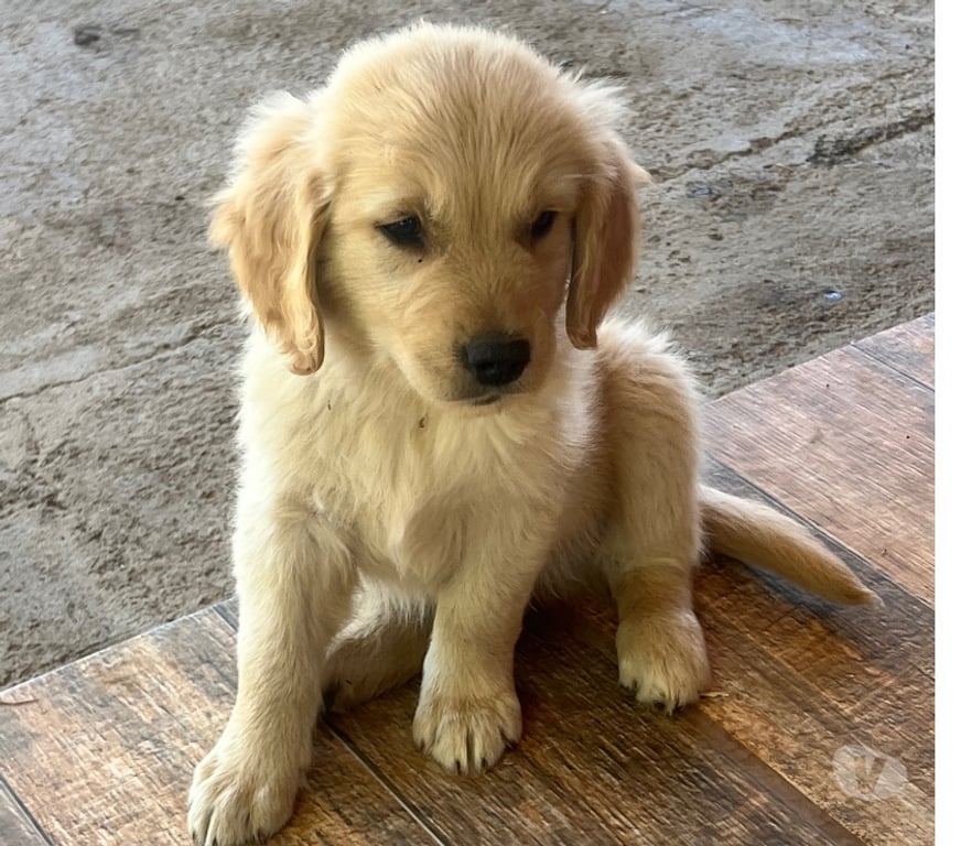 Adopción ed Animales Ñuble San Carlos - Fotos de Adopción golden retriever