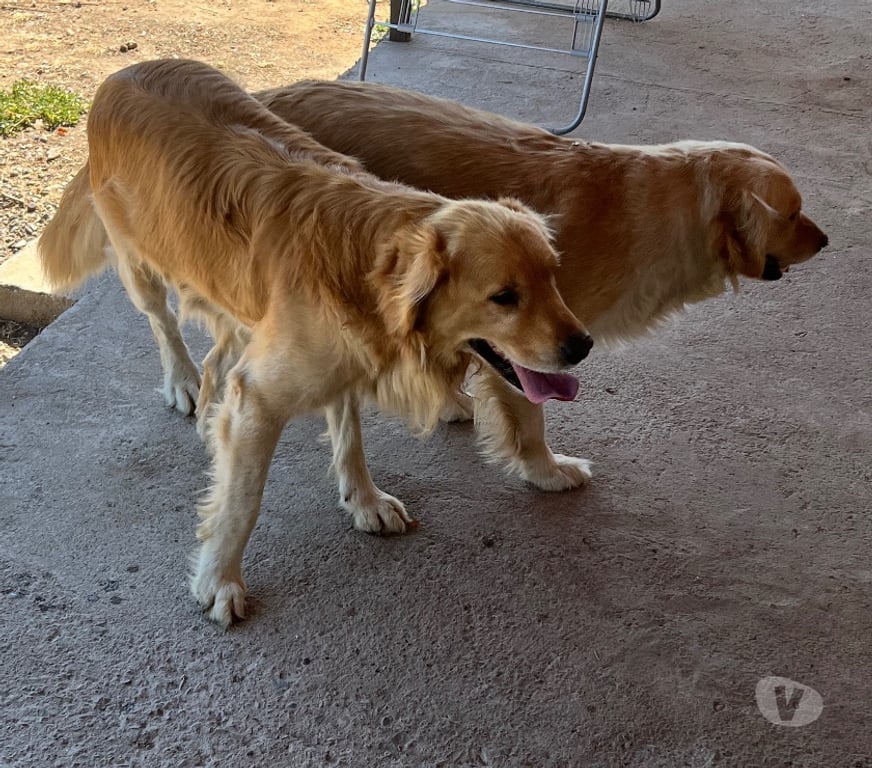 Adopción ed Animales Ñuble San Carlos - Fotos de Adopción golden retriever