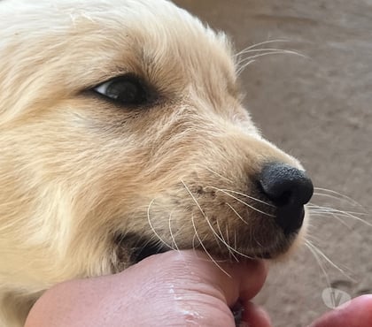 Adopción de Perros San Carlos Ñuble - Fotos de Adopción golden retriever