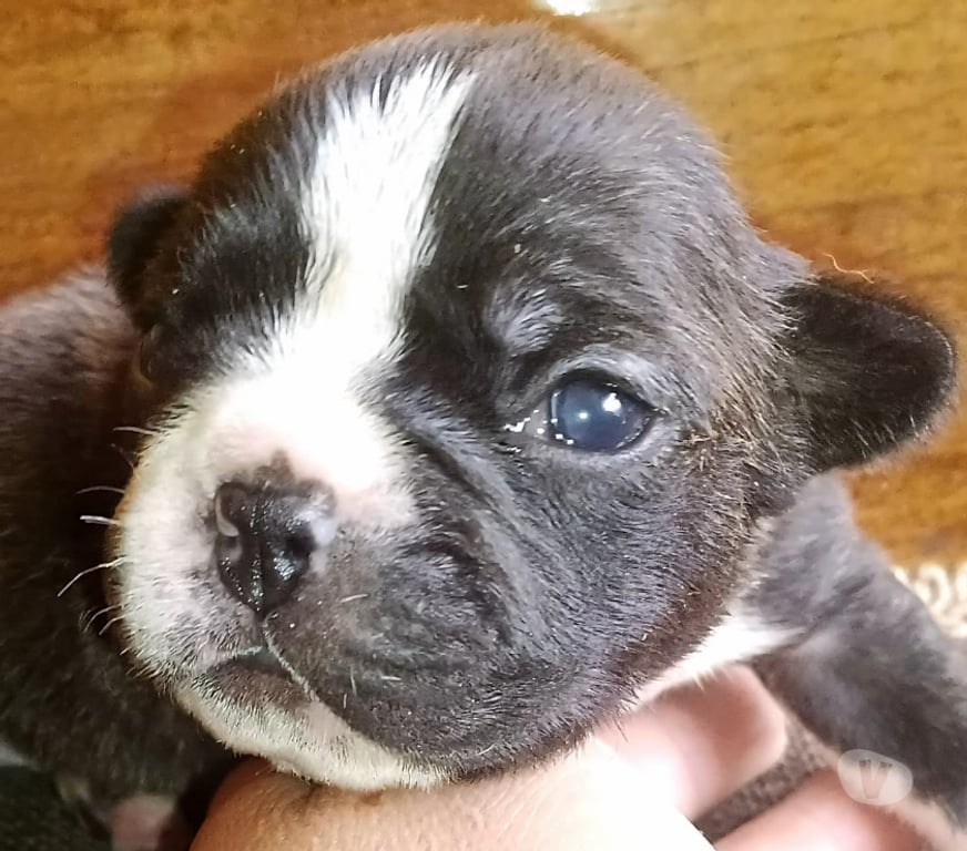 Gatos en Venta Concepción Concepción - Fotos de Bulldog francés