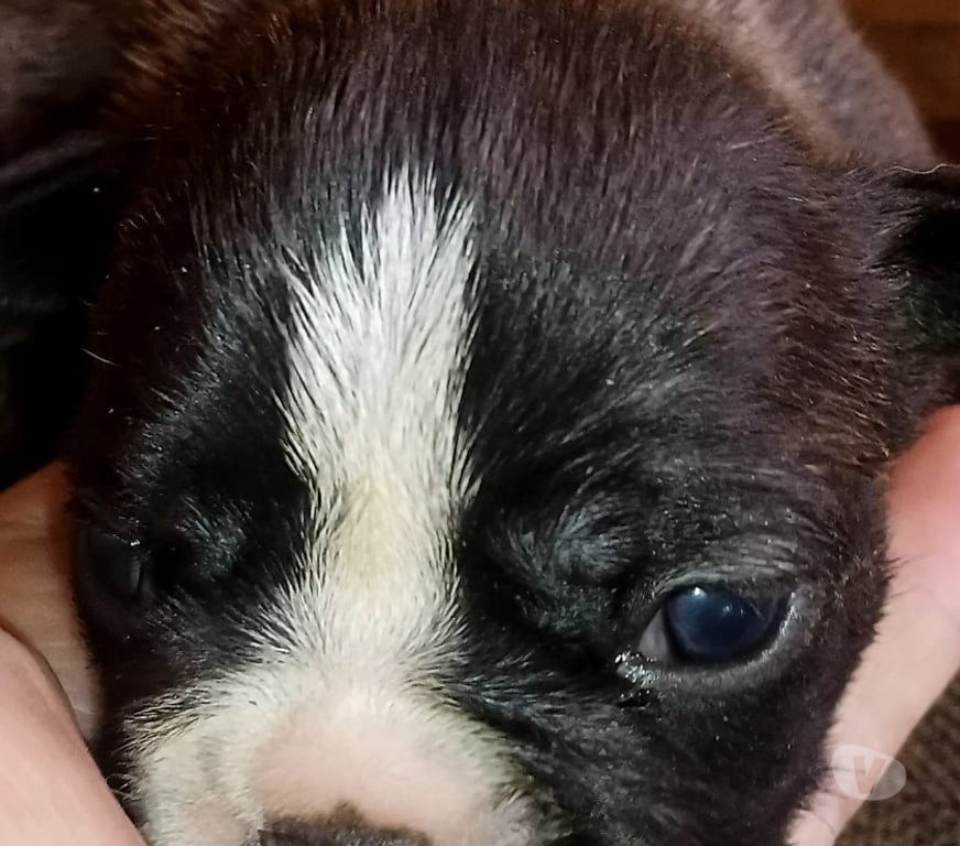 Gatos en Venta Concepción Concepción - Fotos de Bulldog francés