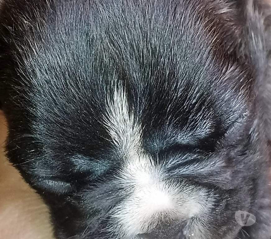 Gatos en Venta Concepción Concepción - Fotos de Bulldog francés