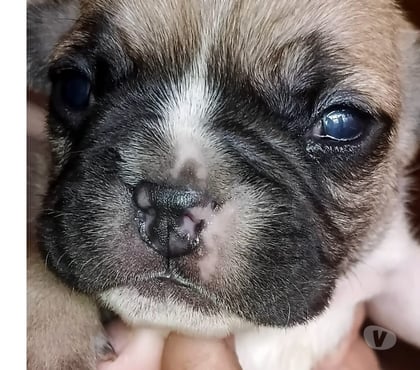 Perros en Venta Concepción Concepción - Fotos de Bulldog francés