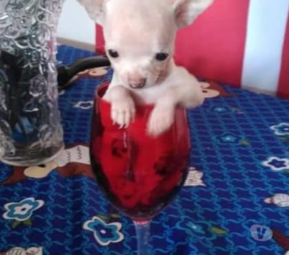 Perros en Venta La Pintana Santiago - Fotos de Chihuahua blanco mini
