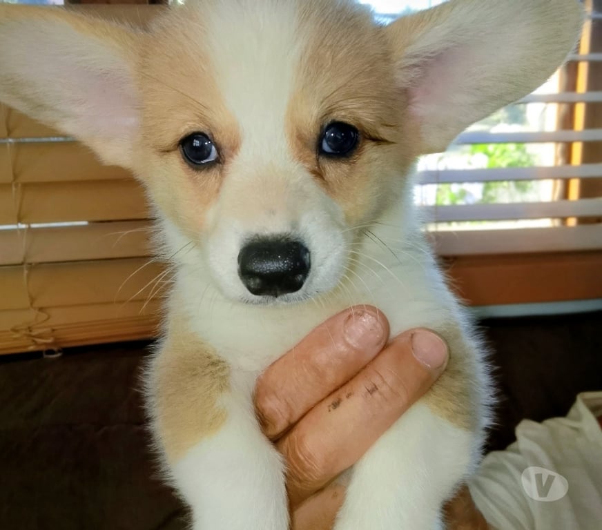 Gatos en Venta Ñuble Chillán - Fotos de Welsh Corgi Pembroke
