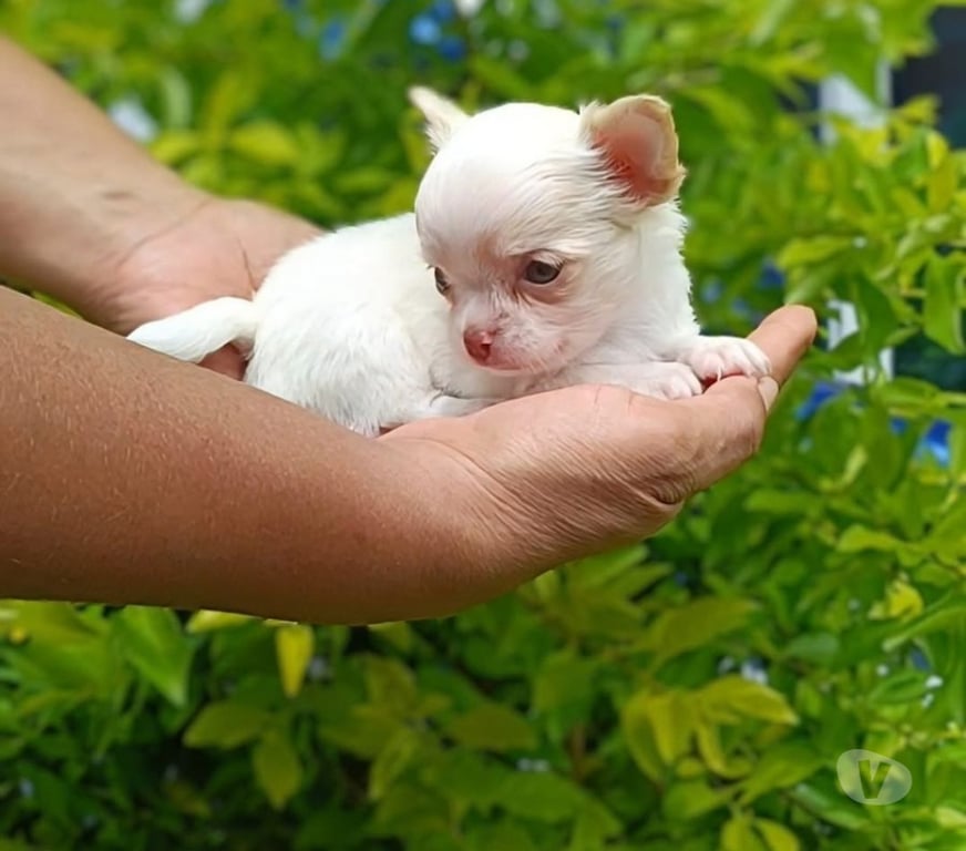 Gatos en Venta Santiago La Reina - Fotos de Cachorros Chihuahua Mini