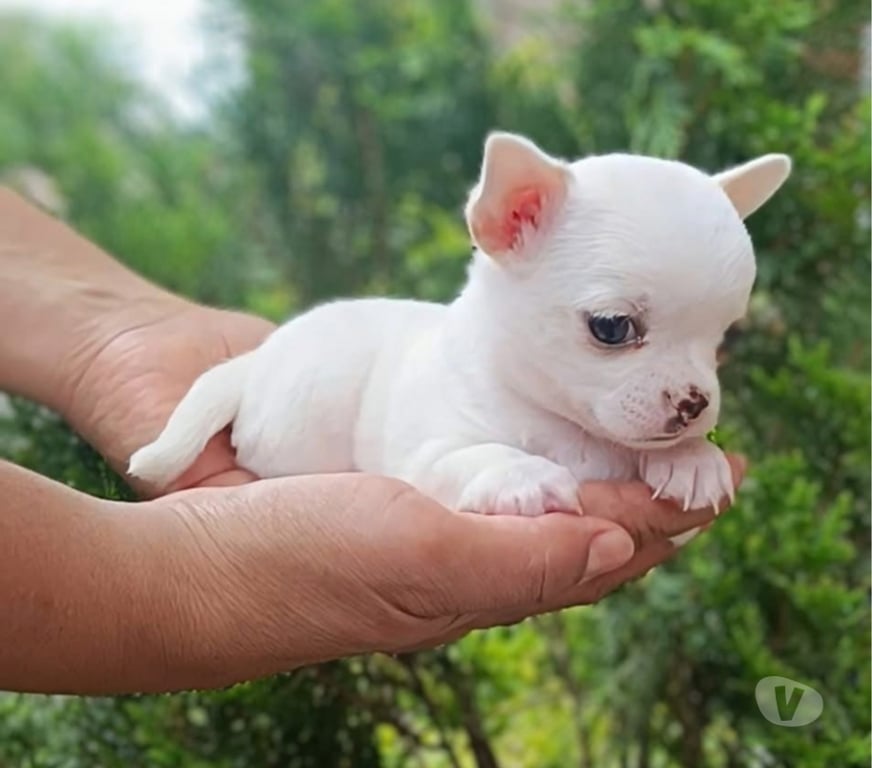 Gatos en Venta Santiago La Reina - Fotos de Cachorros Chihuahua Mini