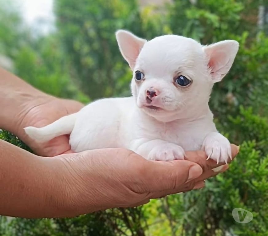 Gatos en Venta Santiago La Reina - Fotos de Cachorros Chihuahua Mini