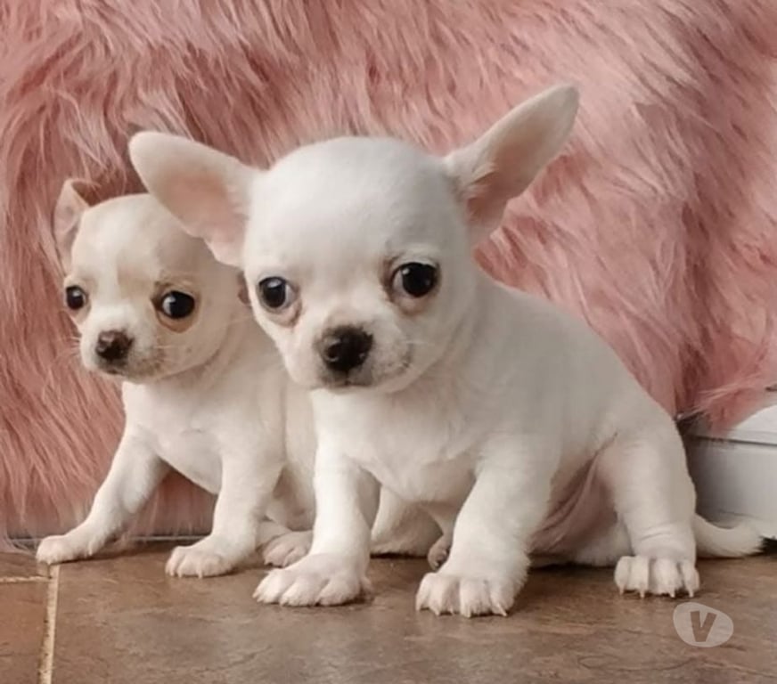 Gatos en Venta Santiago La Reina - Fotos de Cachorros Chihuahua Mini