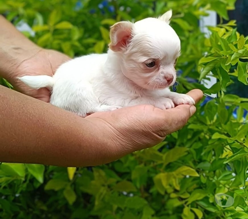 Gatos en Venta Santiago La Reina - Fotos de Cachorros Chihuahua Mini