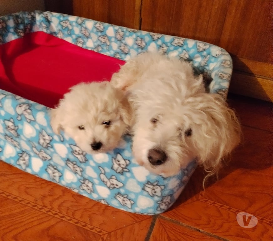 Gatos en Venta Santiago La Florida - Fotos de Poodle maltés 1 mes y medio