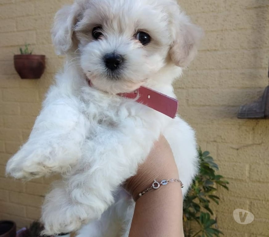 Gatos en Venta Santiago La Florida - Fotos de Poodle maltés 1 mes y medio