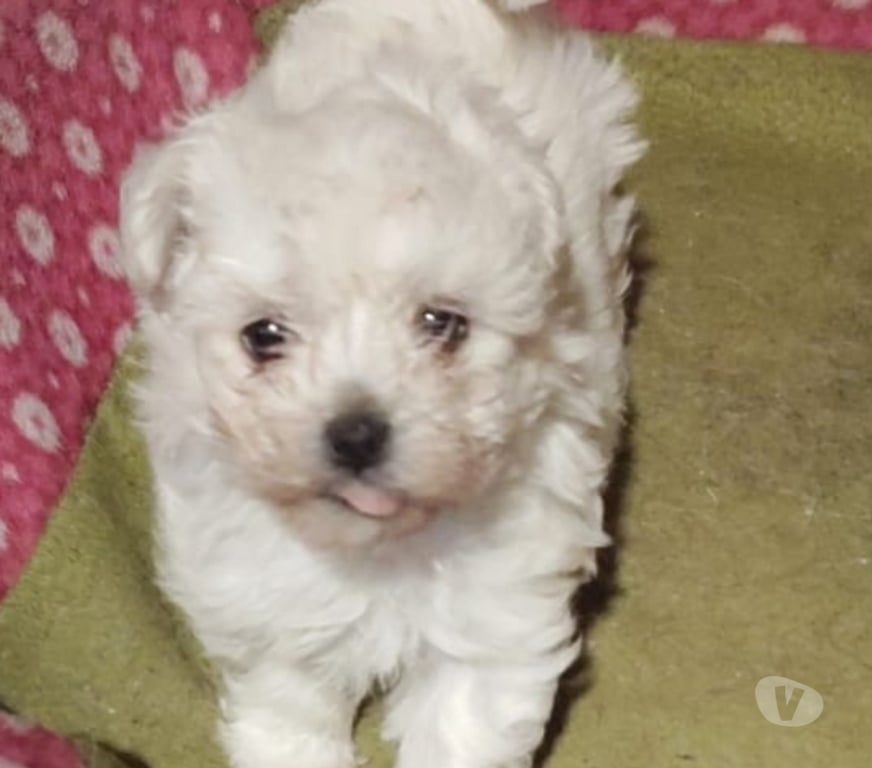 Gatos en Venta Santiago La Florida - Fotos de Poodle maltés 1 mes y medio