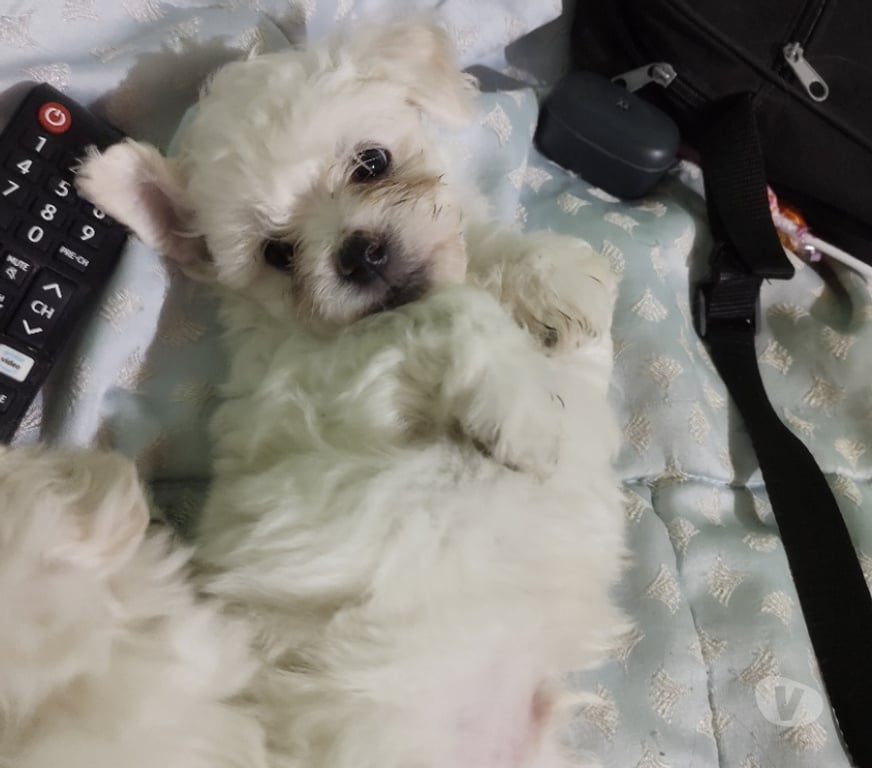 Gatos en Venta Santiago La Florida - Fotos de Poodle maltés 1 mes y medio
