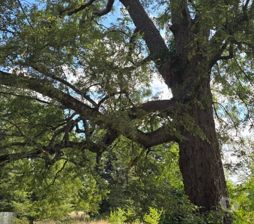 Parcelas en Venta Osorno Osorno - Fotos de Vendo Parcela Sector Las Quemas