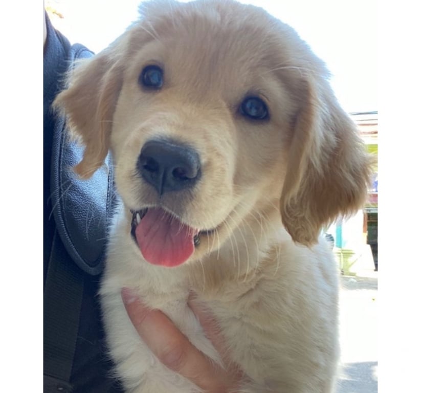 Gatos en Venta Quillota Limache - Fotos de Se Vende Golden Retriever Hembra 2 meses