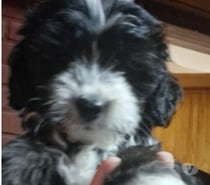 Poodle maltés $80.000 mini