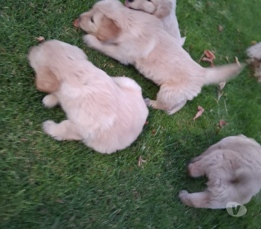 Gatos en Venta Santiago La Florida - Fotos de Golden retriever 200.000