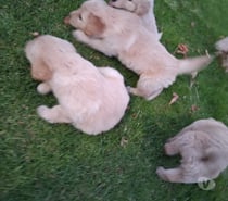 Golden retriever 200.000