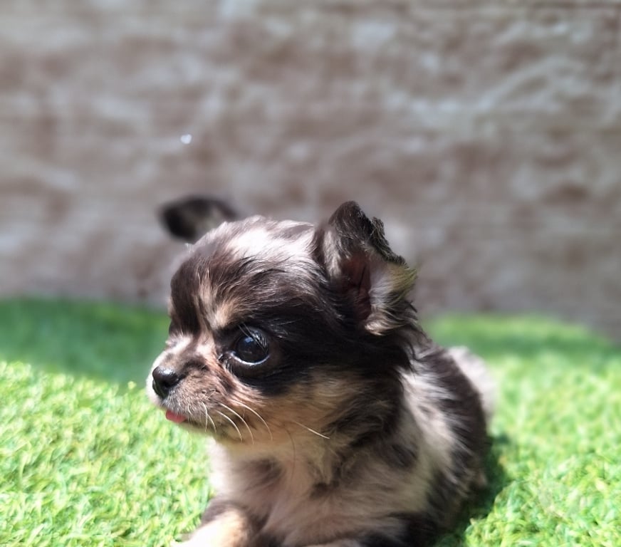 Gatos en Venta Santiago Santiago - Fotos de Hermosa chihuahua Black merle