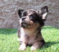 Hermosa chihuahua Black merle