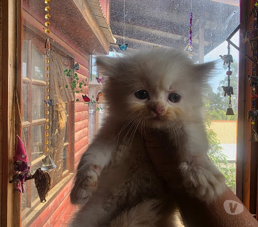 Gatos en Venta Santiago Pedro Aguirre Cerda - Fotos de Gatitas persa clasicas