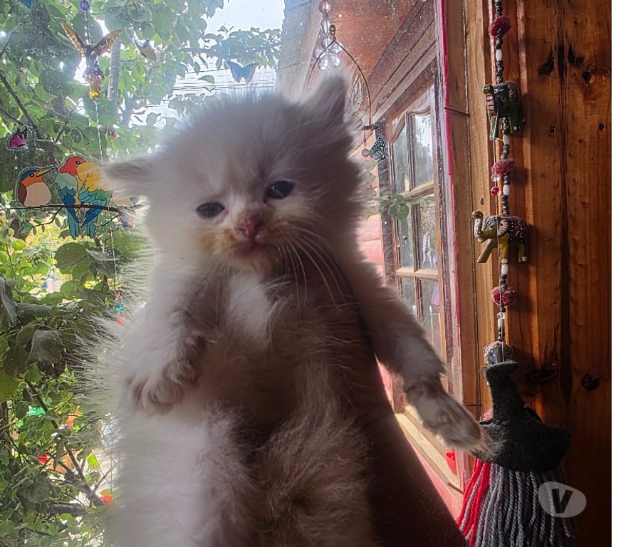 Gatos en Venta Santiago Pedro Aguirre Cerda - Fotos de Gatitas persa clasicas