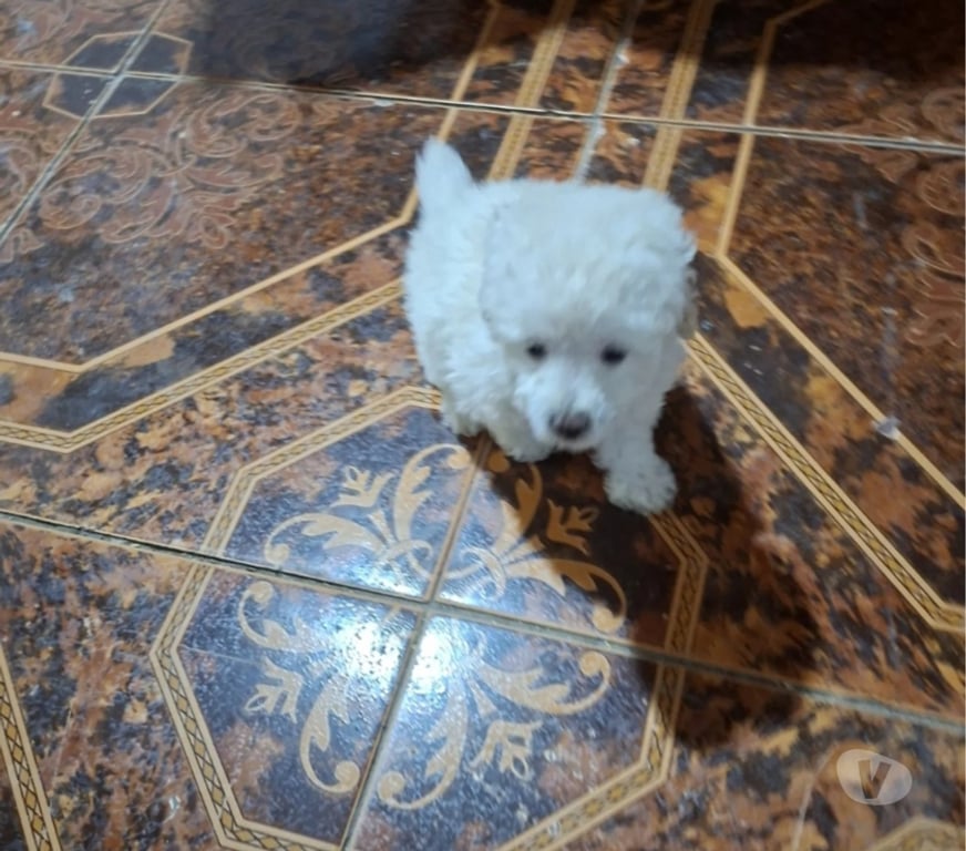 Gatos en Venta Santiago Santiago - Fotos de Poodle toy macho