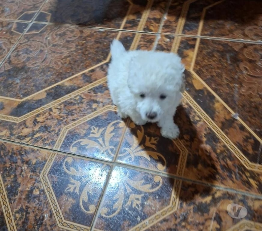 Gatos en Venta Santiago Santiago - Fotos de Poodle toy macho