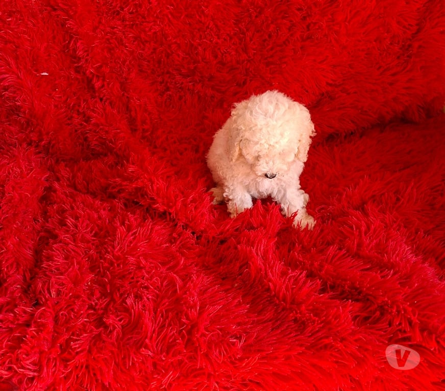 Gatos en Venta Maipo Buin - Fotos de Poodle toy macho macho