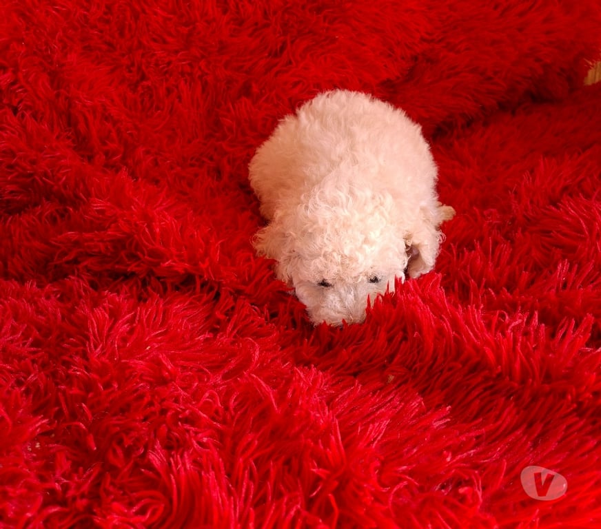 Gatos en Venta Maipo Buin - Fotos de Poodle toy macho macho