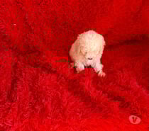 Poodle toy macho macho