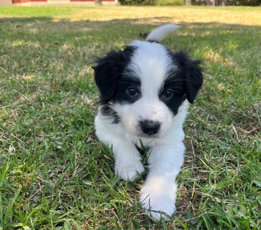 Gatos en Venta Santiago Las Condes - Fotos de Cachorros Border Collie