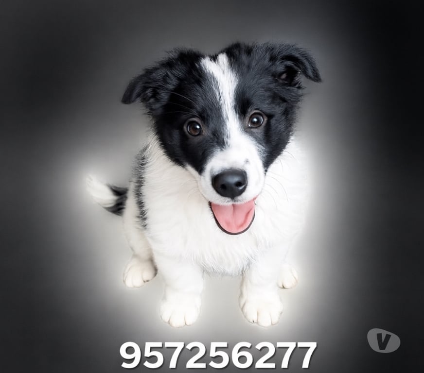 Gatos en Venta Santiago Las Condes - Fotos de Cachorros Border Collie