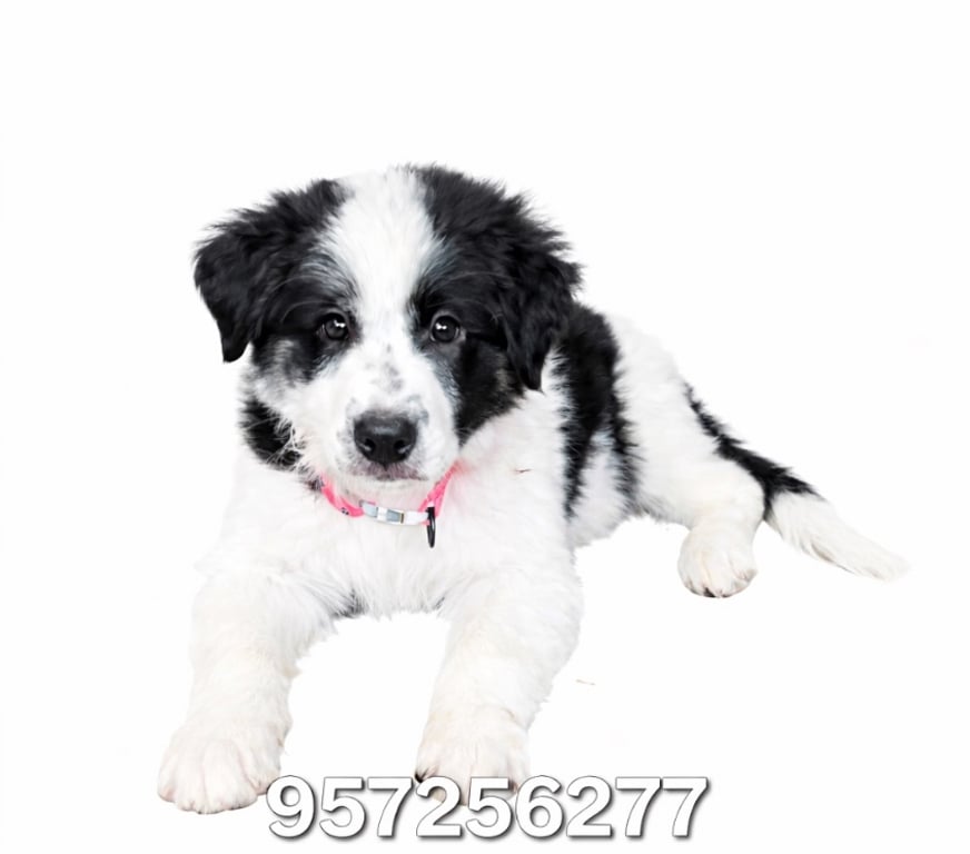 Gatos en Venta Santiago Las Condes - Fotos de Cachorros Border Collie