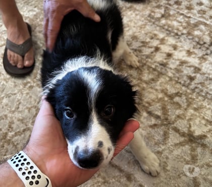 Venta de Mascotas Las Condes Santiago - Fotos de Cachorros Border Collie