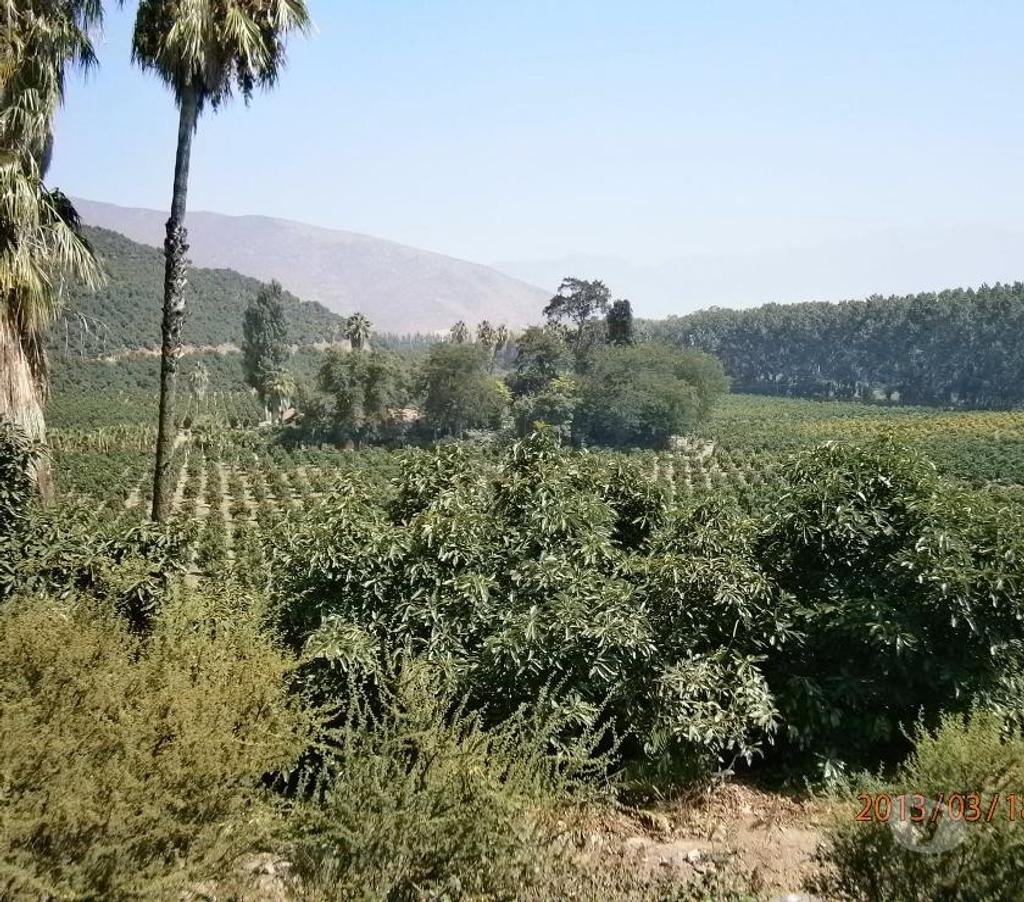 Venta de Haciendas San Felipe de Aconcagua Panquehue - Fotos de Excelente Fundo con Paltos,Naranjos y Casa Patronal-Aconcagu