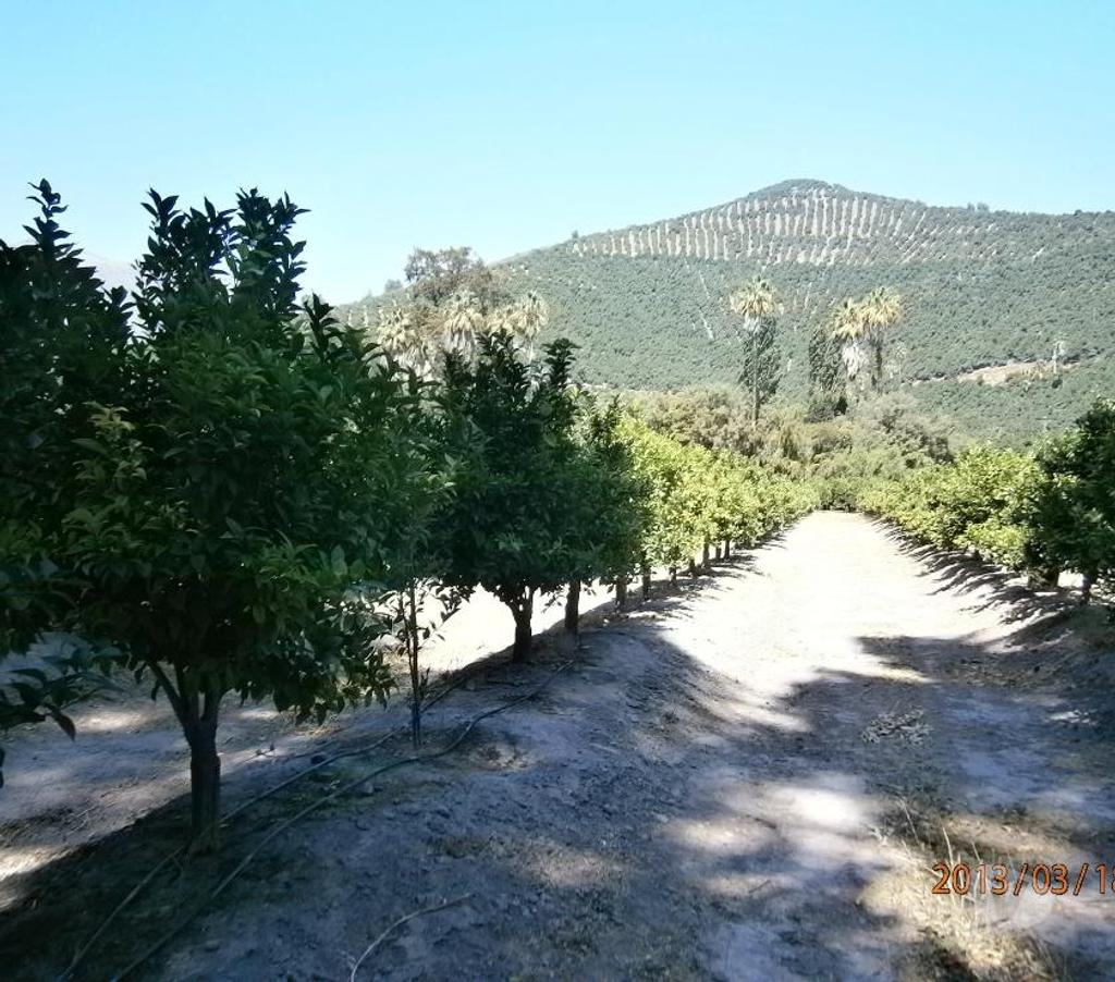Venta de Haciendas San Felipe de Aconcagua Panquehue - Fotos de Excelente Fundo con Paltos,Naranjos y Casa Patronal-Aconcagu