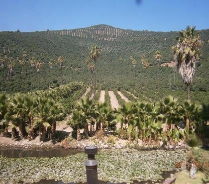 Venta de Haciendas - Fotos de Excelente Fundo con Paltos,Naranjos y Casa Patronal-Aconcagu
